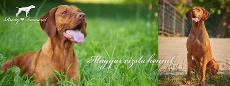 Vyžla pri hre s rodinou