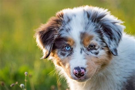 Austrálsky ovčiak s deťmi na farme