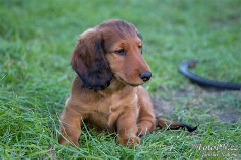 Jazvečík s rodinou