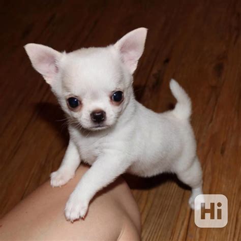 Čivava s dieťaťom