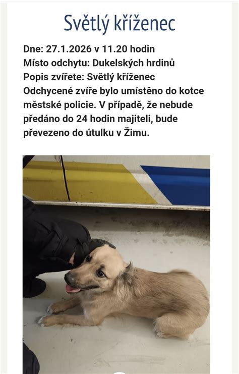 Šťastný kríženec v útulku