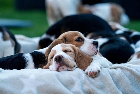 Bígl hrajúci sa vonku s rodinou