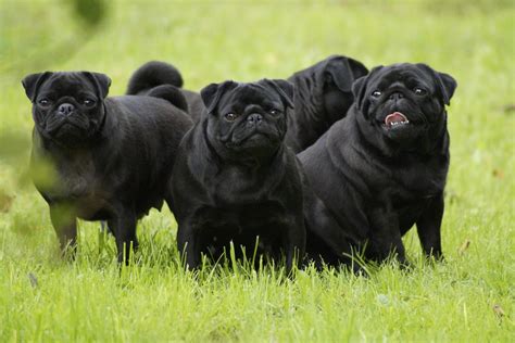 Mops oddychujúci s deťmi