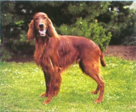 Írsky seter bežiaci v prírode