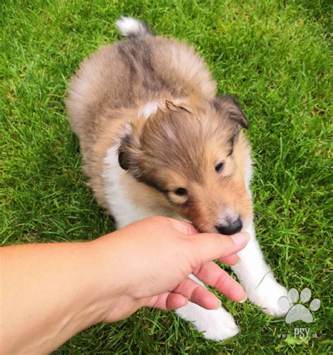 Kólia hrajúca sa s deťmi