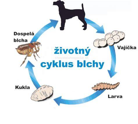 Infografika: Životný cyklus blchy a účinky moderných antiparazitik