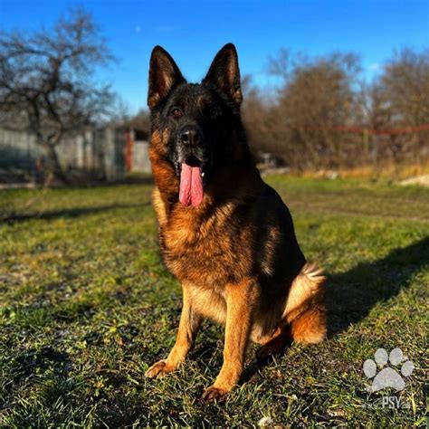 Foto: nemecký ovčiak s rodinou počas aktívneho dňa