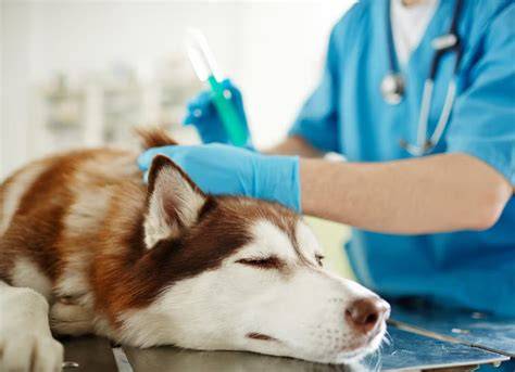 Infografika: Ako rozpoznať dehydratáciu psa a kedy okamžite vyhľadať veterinára