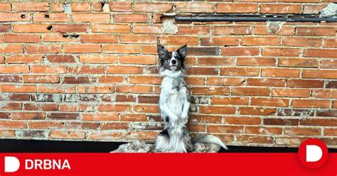 Video náhľad: spojenie tanku, psa a hudby
