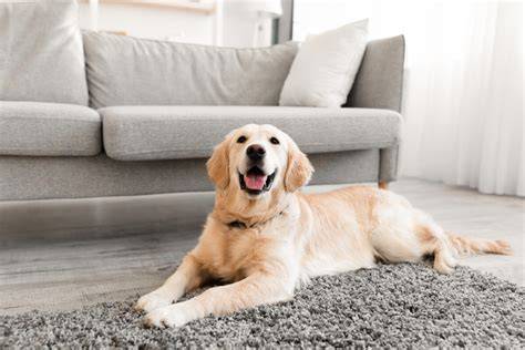 Infografika: Vývoj Zlatého retrievera a jeho rodokmeň