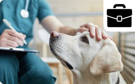 Veterinár vykonáva kastráciu psa