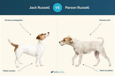 Mapa rozšírenia chovu Jack Russell teriérov a Parson Russell teriérov