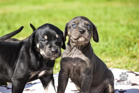 Louisianský leopardí pes s majiteľom pri tréningu