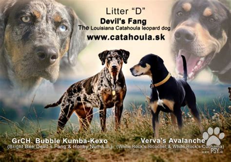 Šteňa louisianského leopardieho psa pri hre