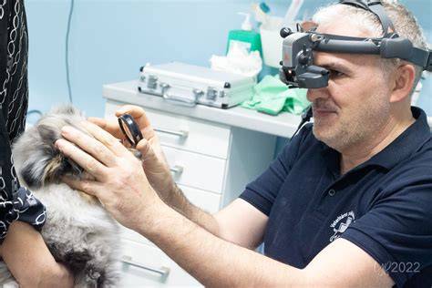 fotografia: čítanie čipu čítačkou vo veterinárnej ambulancii