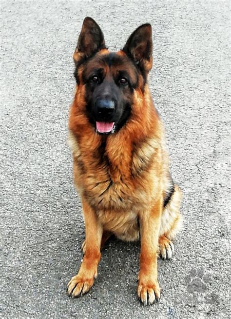 Ilustrácia psa nemeckého ovčiaka