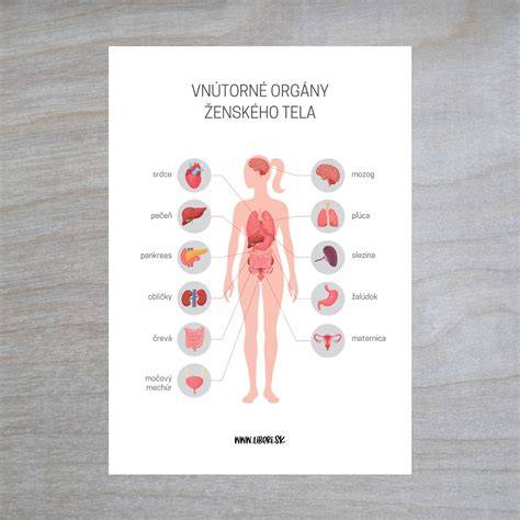 Infografika: anatomický popis psieho tela a hlavné systémy