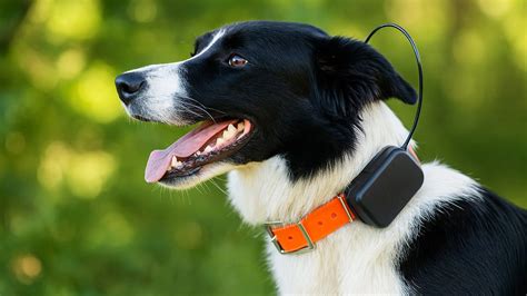Rôzne modely GPS obojkov pre psov