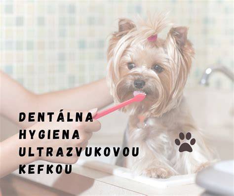 Ultrazvukové čistenie zubov u veterinára