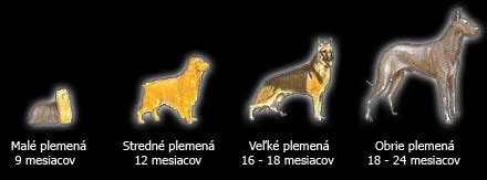 Infografika: Priebeh vývoja francúzskeho buldočka od narodenia až po dospelosť