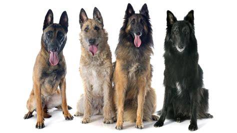 Grafické znázornenie rozdielov medzi belgickými ovčiakmi a ich potenciálnymi povahami (Malinois, Groenendael, Tervueren).