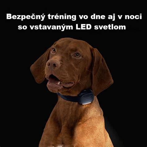 Infografika: Ako funguje elektronický obojok a jeho výcvikové stupne
