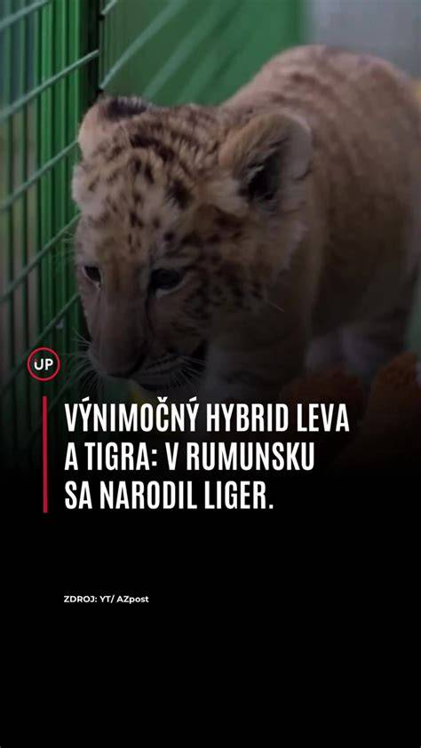 Infografika: Porovnanie tigra, leva a ich hybridov (tigón, ligér)