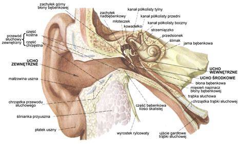 psie ucho anatomia a cistenie - ilustracia