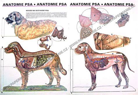 infografika anatomie análnych žliazok psa