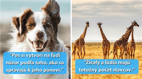 Infografika: polohy zo zvieracej ríše a ich opisy