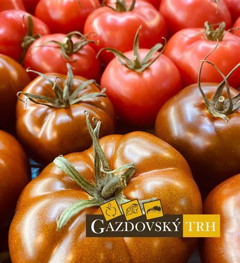 majiteľ dáva psovi malé množstvo zrelých paradajok ako maškrtu