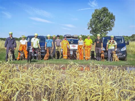 Skupina psov kráčajúcich po ceste
