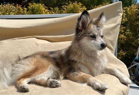 Vizuálny prehľad vzhľadu pomsky a ich rodičov