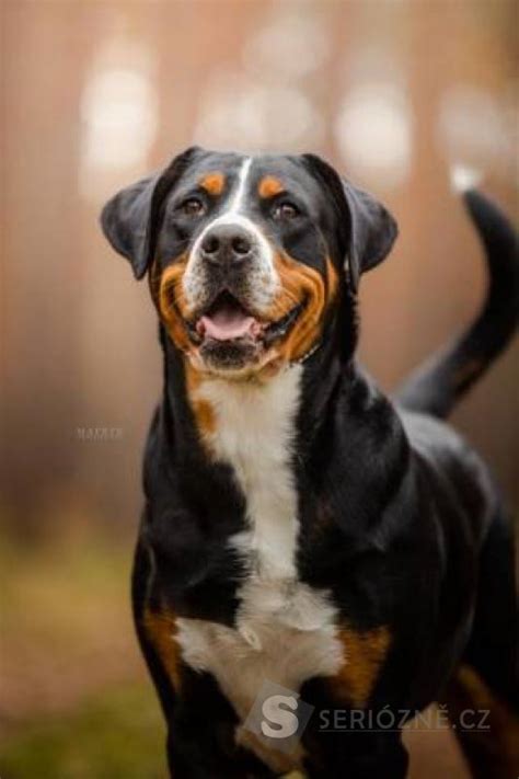 Veľký švajčiarsky salašnícky pes v typickom trojfarebnom sfarbení