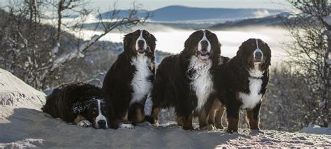 Rodina s Veľkým švajčiarskym salašníckym psom