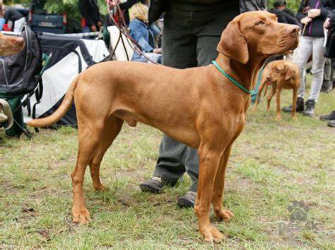 Infografika: Maďarský krátkosrstý stavač (vizsla) - vzhľad, veľkosť a kroky výcviku