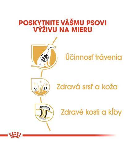 Infografika: Výbava a doplnky pre nemeckého ovčiaka