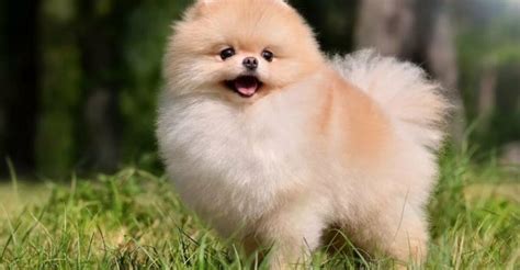 Pomeranian Boo v rôznych farbách srsti