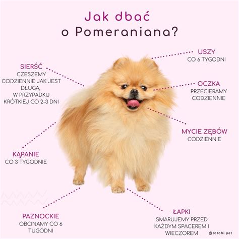 Infografika o bežných zdravotných problémoch Pomeraniana