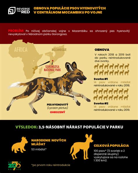 Infografika: Ako vyzerá besný pes a štádiá ochorenia