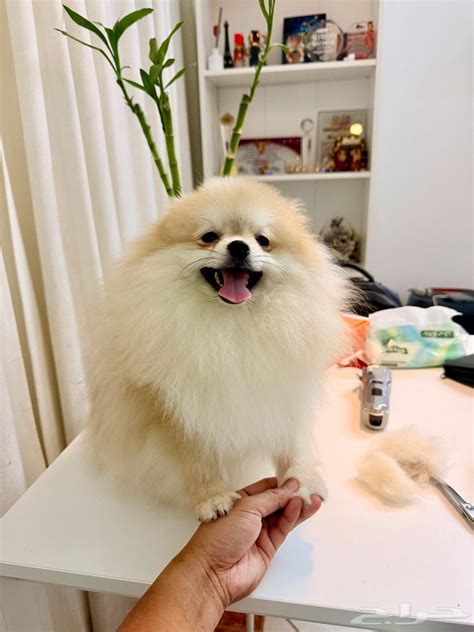 Pomeranian hrajúci sa