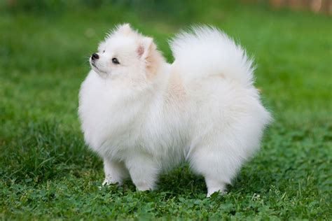 Pomeranian so psím kaderníkom