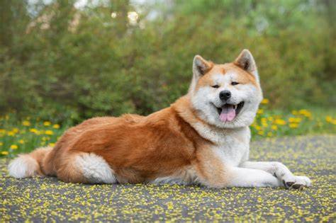 Infografika: Vzhľad a farebné rázy Akita Inu