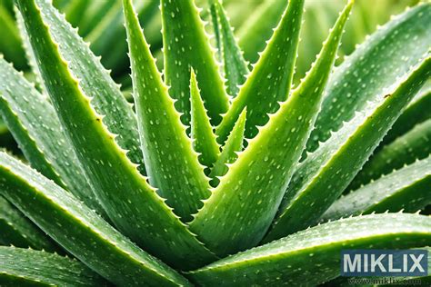 Ilustrácia rastliny Aloe vera s detailom listov