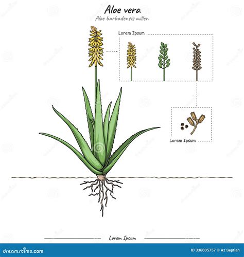 Schéma správneho pestovania Aloe vera
