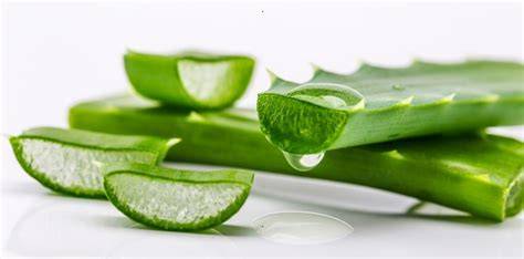 Infografika o vnútornom a vonkajšom použití Aloe vera