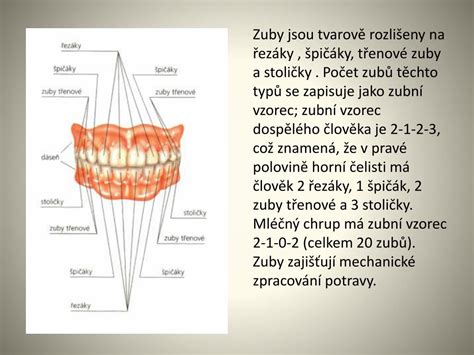 Infografika: Rozdelenie zubov psa a ich počet