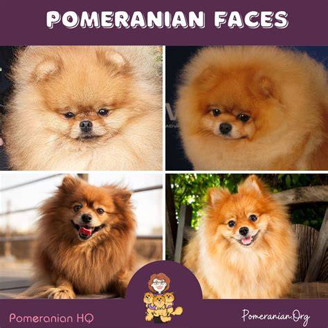 obrazok_pomeranian_rast_ukazka