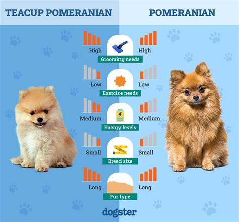 graf_rast_pomeranian_tabuka