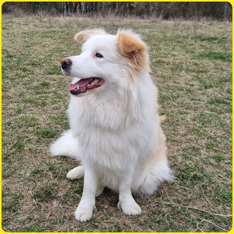 Štruktúra srsti border kólie s podsadou